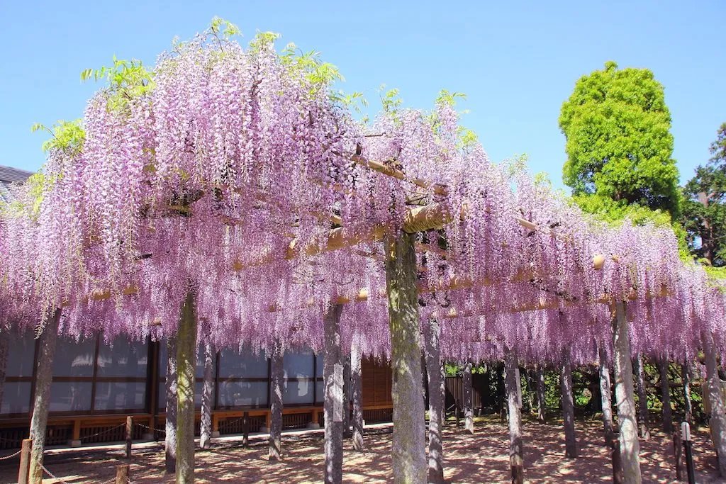 🏯 무사시 절(부조지)
